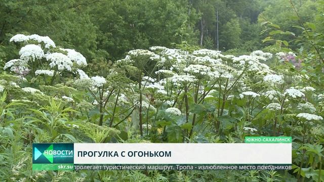 Борщевик на туристической тропе. Кто виноват? смотреть онлайн