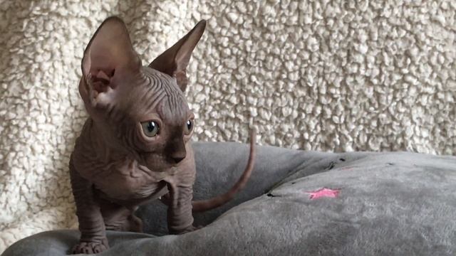 Очаровательные Сфинксы разного возраста ? Мои любимки