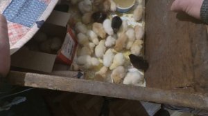 СУТОЧНЫЕ ЦЫПЛЯТА ПОСЛЕ ИНКУБАТОРА КОРМЛЕНИЕ И УХОД "ОТ ЯЙЦА ДО ЯЙЦА" 4 СЕРИЯ