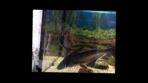 Пангасиус.Акула в аквариуме.Pangasius sutchi Fowler