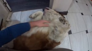 Сенбернар Ариша любит когда чешут пузо