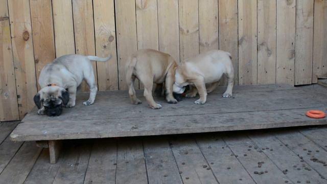 Bullmastiff puppies for sale смотреть онлайн