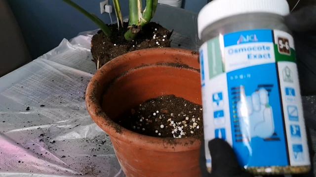 Монстера. Покупка, обработка, пересадка смотреть онлайн