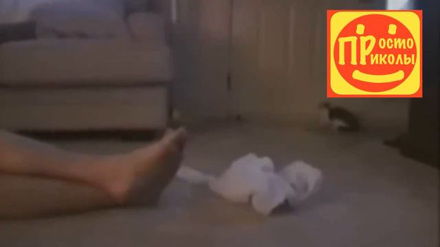 Смешные Видео За Все Время | У вас будут слезы на глазах от смеха ) | Приколы Дикие