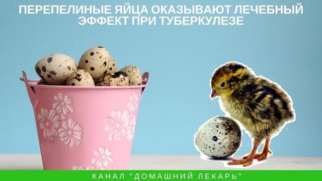 Лечебные свойства перепелиных яиц - Домашний лекарь - выпуск №243