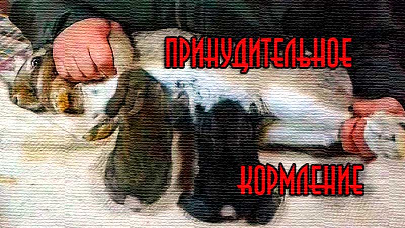 Принудительное кормление