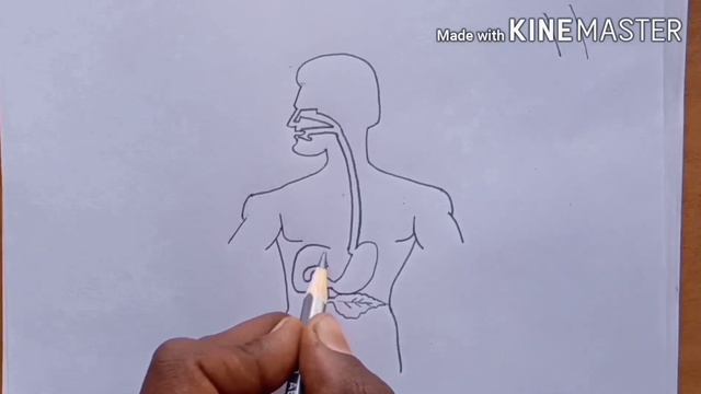 How to Draw Human Digestive system step by step for Beginners! смотреть онлайн