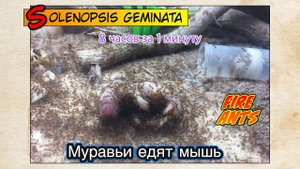Кормление огненных муравьев МЫШАМИ, 18+ // FIRE ANTS Solenopsis geminata