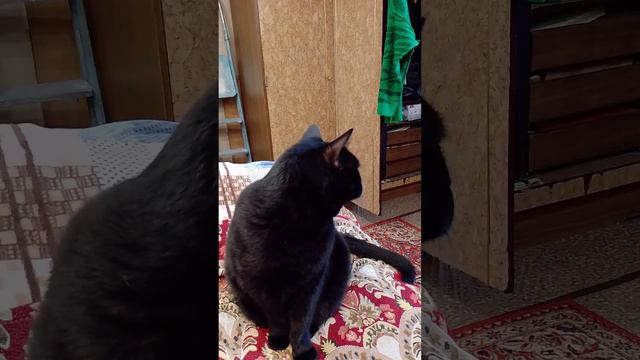 ЕСТЬ ВОПРОСИКИ!? острый разговор на волнующие темы #кот #котики #котик #барсик #коты