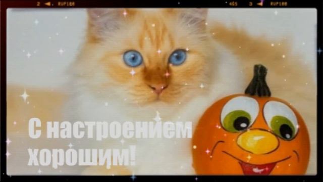 Хорошего дня и отличного настроения! Красивое пожелание! смотреть онлайн