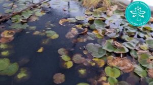Состояние питомника нимфей Waterlilia.ru на 26 ноября 2023 г. Зимовка нимфей