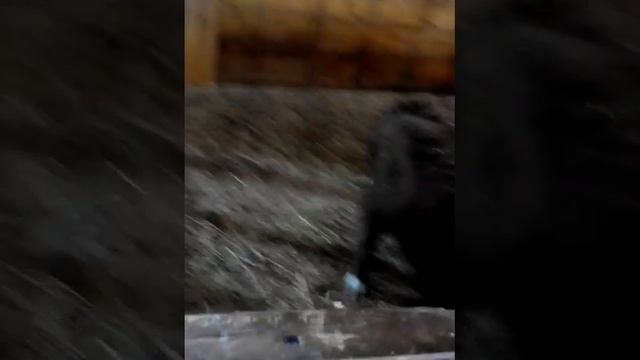 Страусы за Полярным кругом!!! Кормлю оленей ягелем(смотри телеграмм) https://t.me/+EdpmMkFy0tcwOWVi смотреть онлайн