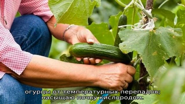 Как повысить урожайность огурцов