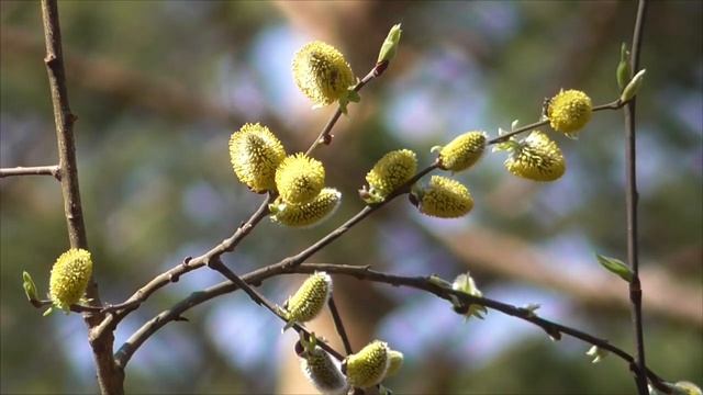 Настрой от брадикардии 1 ч. Сытин Г.Н. (без муз.) смотреть онлайн