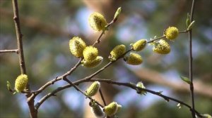 Настрой от брадикардии  1 ч.   Сытин Г.Н. (без муз.)