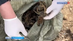 В Башкирии браконьеру, задержанному с уловом в 300 кг раков, грозит до пяти лет тюрьмы