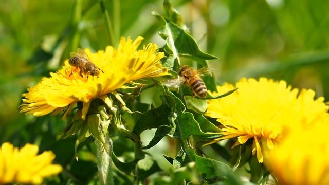 Что вылечил Мёд с водой за 90 дней, и какие изменения произошли в организме смотреть онлайн