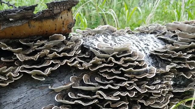 Забайкальский лес. За грибами. смотреть онлайн