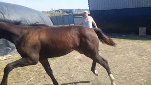 Русский  рысак возрост 6 месяцев.  тел 89034094125