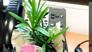 Буддистская сосна - Подокарпус Макрофиллус.