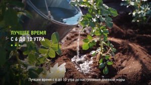 Как поливать розы? Как правильно поливать розы для пышного цветения и здоровья кустов?