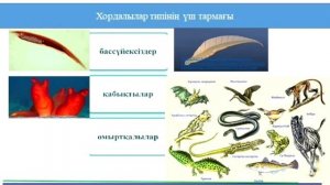 8 сынып. Буынаяқтылар типі. Желілілер типі.