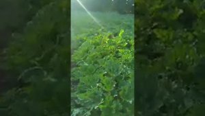 Итог весенне летнего оборота кабачка сорт "Арал".
