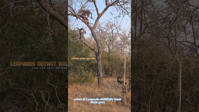 ?Leopards securing prey high in the trees from Wild Dog?#youtube #leopard #wilddogs #amazingfacts