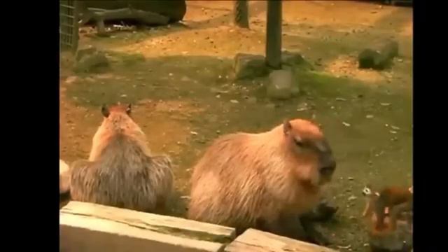 Капибара бесконечный стрим