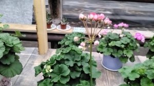 #495.Любителям красненького-пеларгония ИВ Муза!