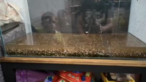 КАК РАЗОБРАТЬ И ПЕРЕВЕЗТИ АКВАРИУМ