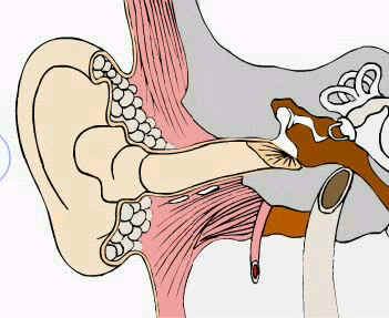 СЛУХ (орган слуха, слуховой анализатор)