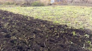 Бизнес на чесноке. Сажаю озимый чеснок
