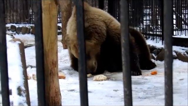 Бурый медведь Алтай готовится к зиме !18.11.17г. смотреть онлайн