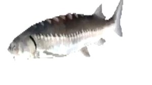 карась крутится на протяжении трёх минут