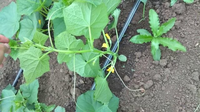 Ничего не успеваем, 26.06.18.Наша третья теплица огурцов и помидоды смотреть онлайн