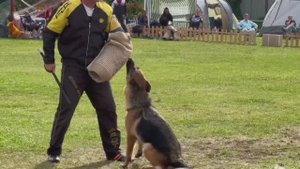 ПП 200 УГРОЗА из Дома Шебис / Моно немецких овчарок ПК БРОННИЦЫ 10.08.2024