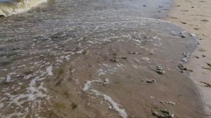 Южный слон Приморск.Известно, что слоны в диковинку у нас.