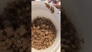 Еда для тоя. Чем кормить щенка?