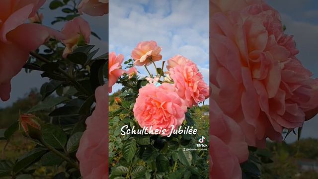 EDROSES/Троянда 🌹 Шультейс Джубілі (Schultheis Jubilée)  , Schulthes, Німеччина 2018.Шраб