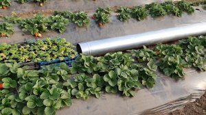 Клубника в зимней теплице. Инвитро на зимнем доращивании.