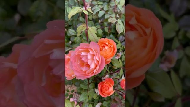 Lady Emma Hamilton Rose another one of the English rose in my garden with a wonderful, fruity scent