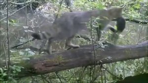 Жизнь одного упавшего дерева в лесу  Видео с фото ловушки  Франция