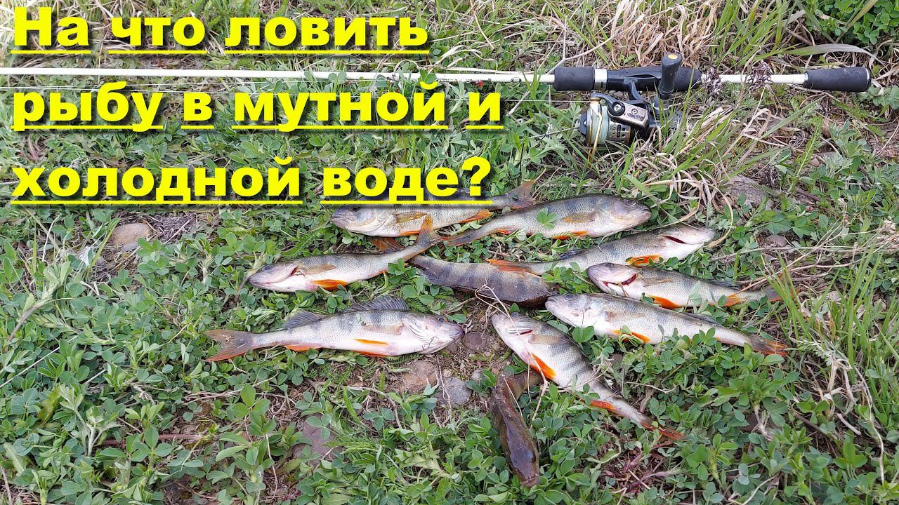На что ловить рыбу в мутной и холодной воде