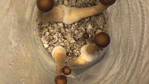 Shrooma 'X' Kit - Golden Teachers Magic shrooms