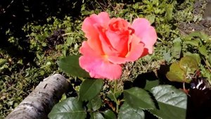 Rose I am MacMillan роза Ай Эм Макміллан