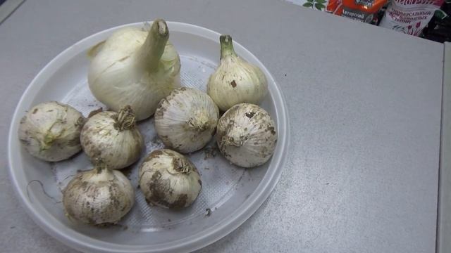 Рокамболь,сентябрь.