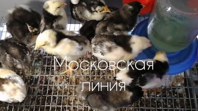 Пушкинская порода кур. Пушкинские цыплята 10 дней. Взвешивание. Кто есть кто, продолжение.