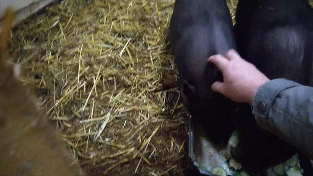 Идем кормить с Найдой хрюш смотреть онлайн