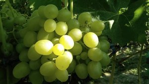 Виноград сорт Аркадия